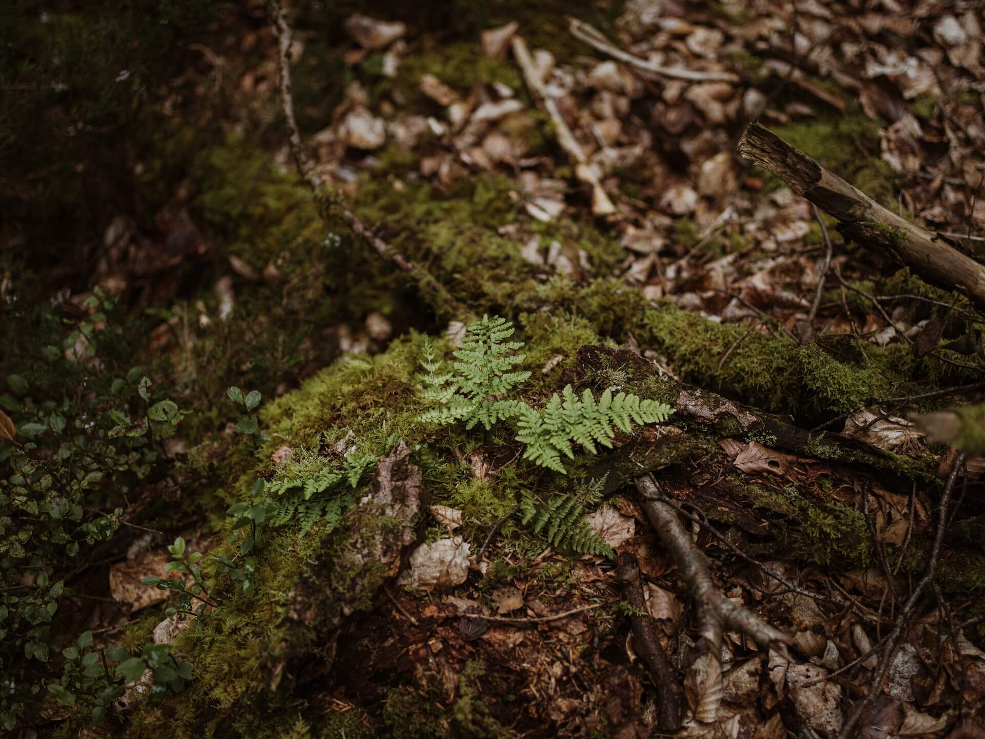 green plant growing out of the ground in the woods