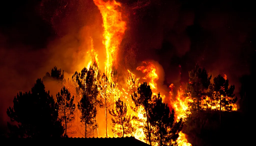 Fire Whirls and Firenadoes