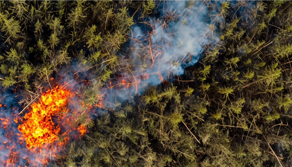 Wildfire Fuel Types