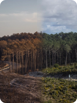 Impacts of Climate Change on Wildfires