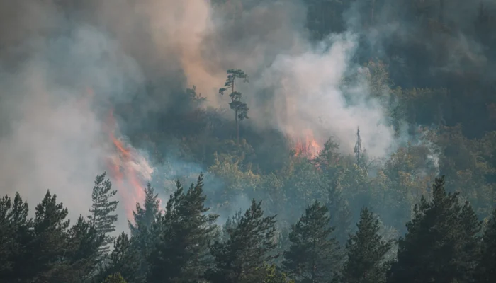 Wildfire Evacuation: What to Do When It’s Time to Go