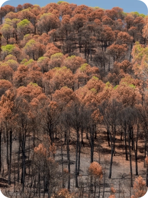 Myth 1 – Wildfires Only Happen in Hot, Dry Places