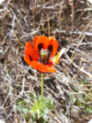 Myth 4 – Wildfires Are Always Bad for Nature