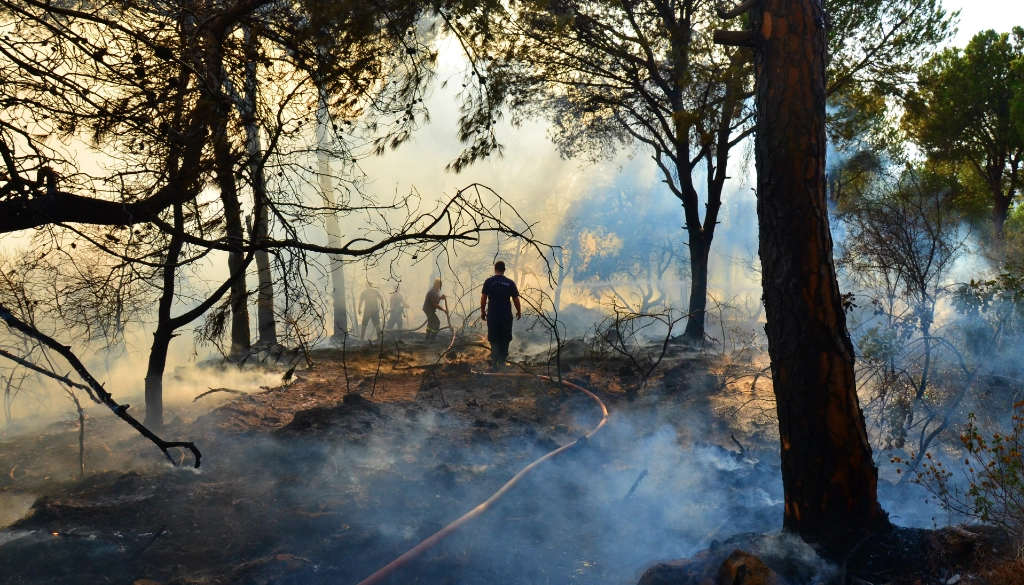 A Wildfire’s Life Cycle