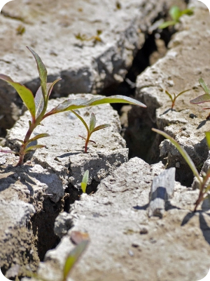 The Connection Between Soil Moisture and Fire Risk
