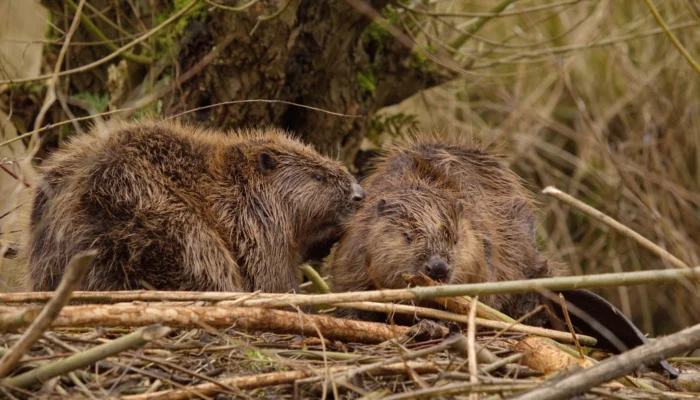 How Beavers Help Prevent and Mitigate Wildfires