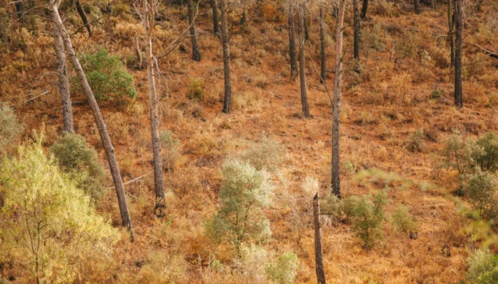 Link Between Heatwaves and Firestorm