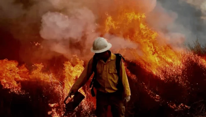 How Invasive Vegetation Creates Fast Wildfires